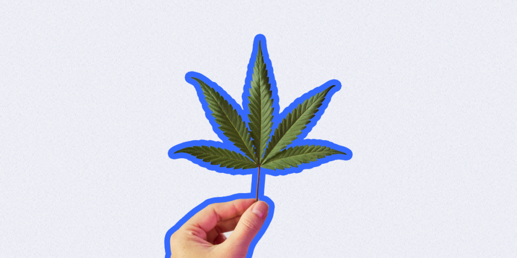 Cannabis plant, highlighting the ongoing changes in cannabis legislation and its legal implications.